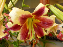 Foto: Dr. Peter Müller